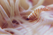 anenome