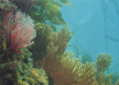 coral