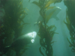 seals