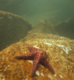 starfish